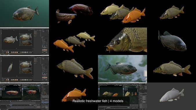 Realistic freshwater fish 3D Model Collection