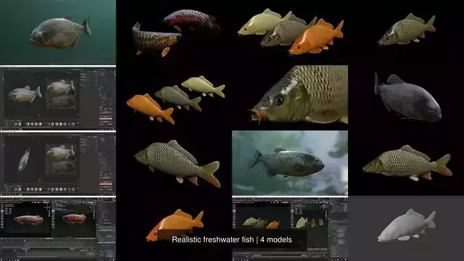 Realistic freshwater fish 3D Model Collection