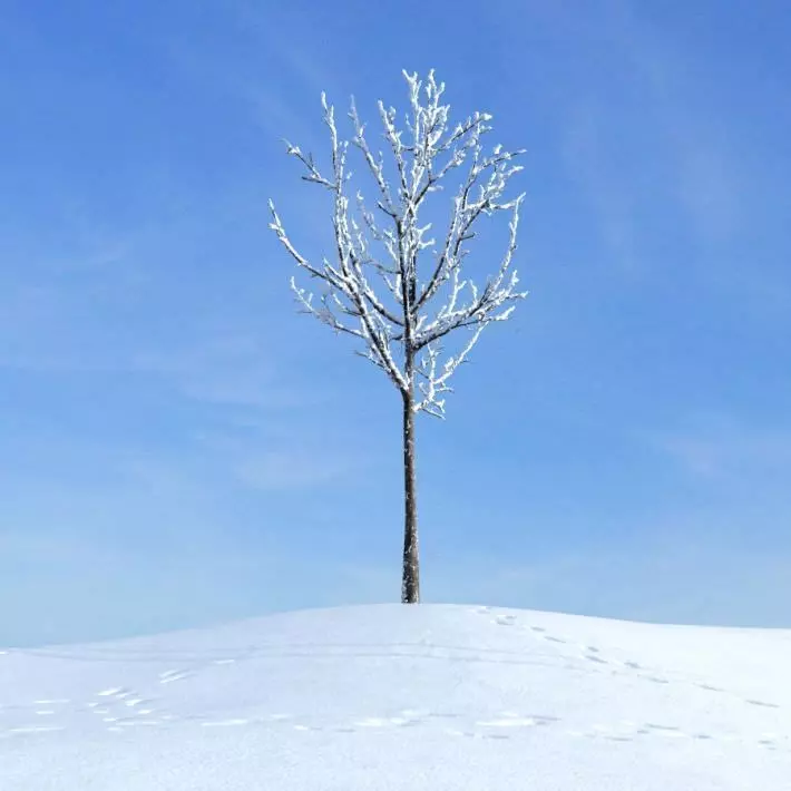 Bare Solitary Winter Tree 3D model_0