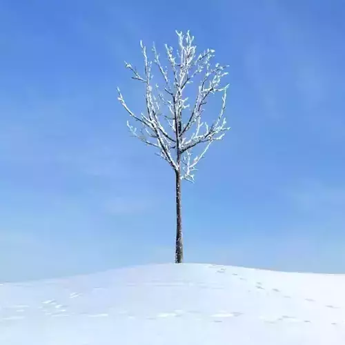 Bare Solitary Winter Tree 3D model