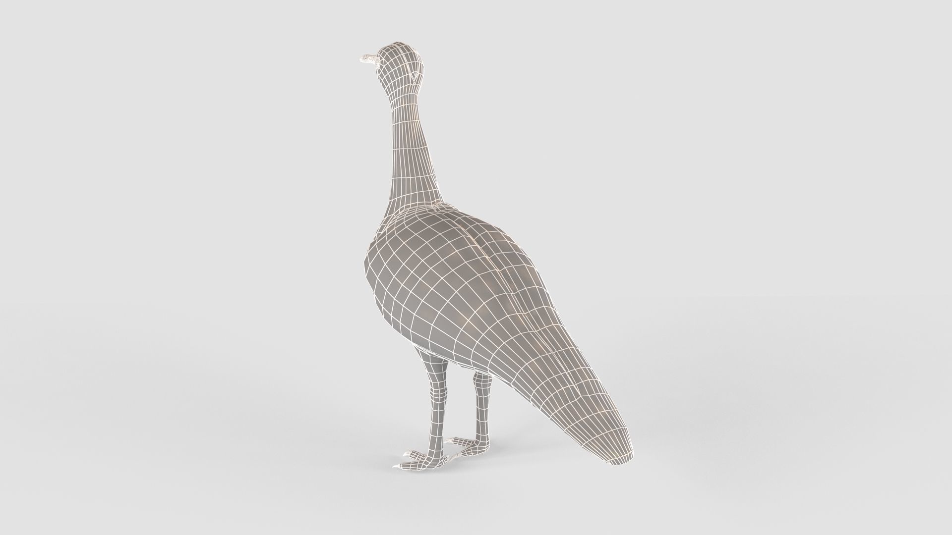 Houbara bird 3D model_13