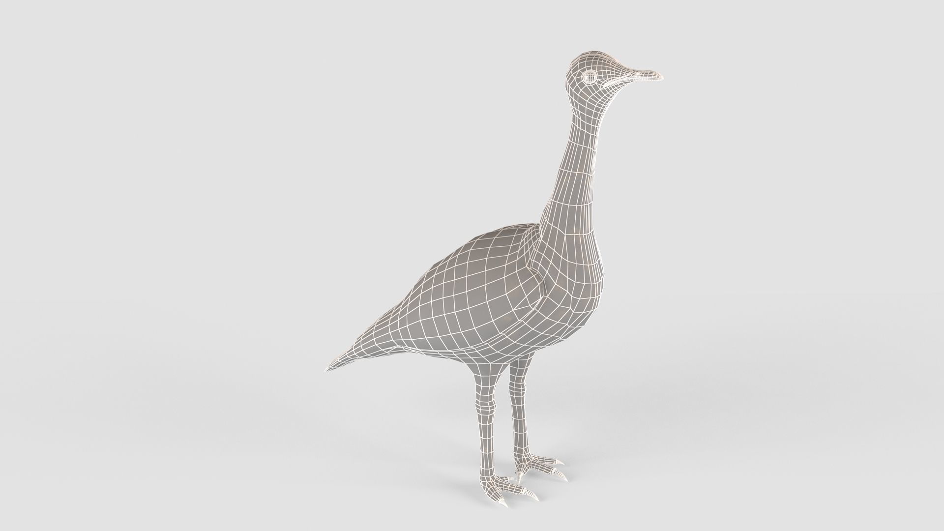 Houbara bird 3D model_12