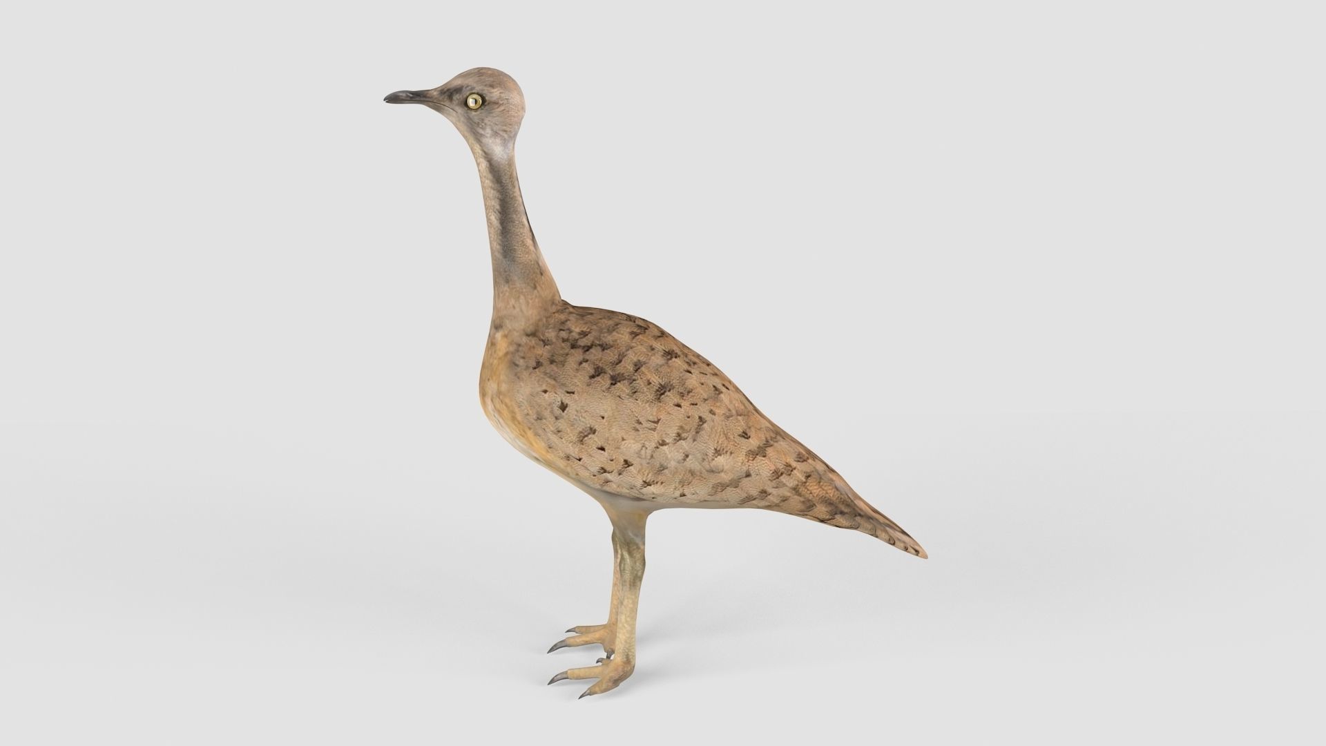 Houbara bird 3D model_5