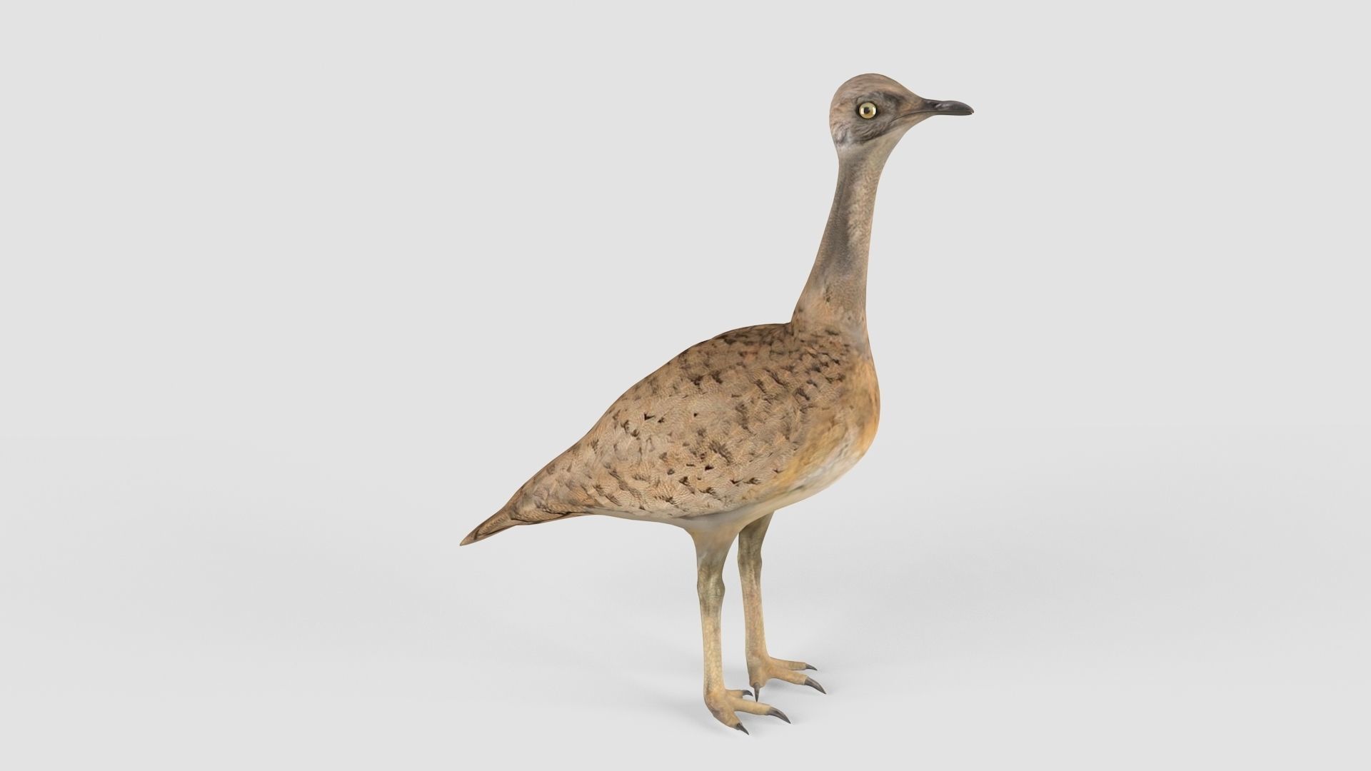 Houbara bird 3D model_10