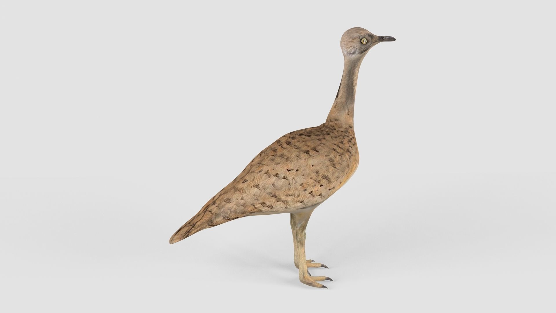 Houbara bird 3D model_9