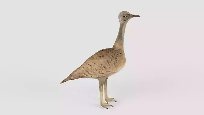 Houbara bird
