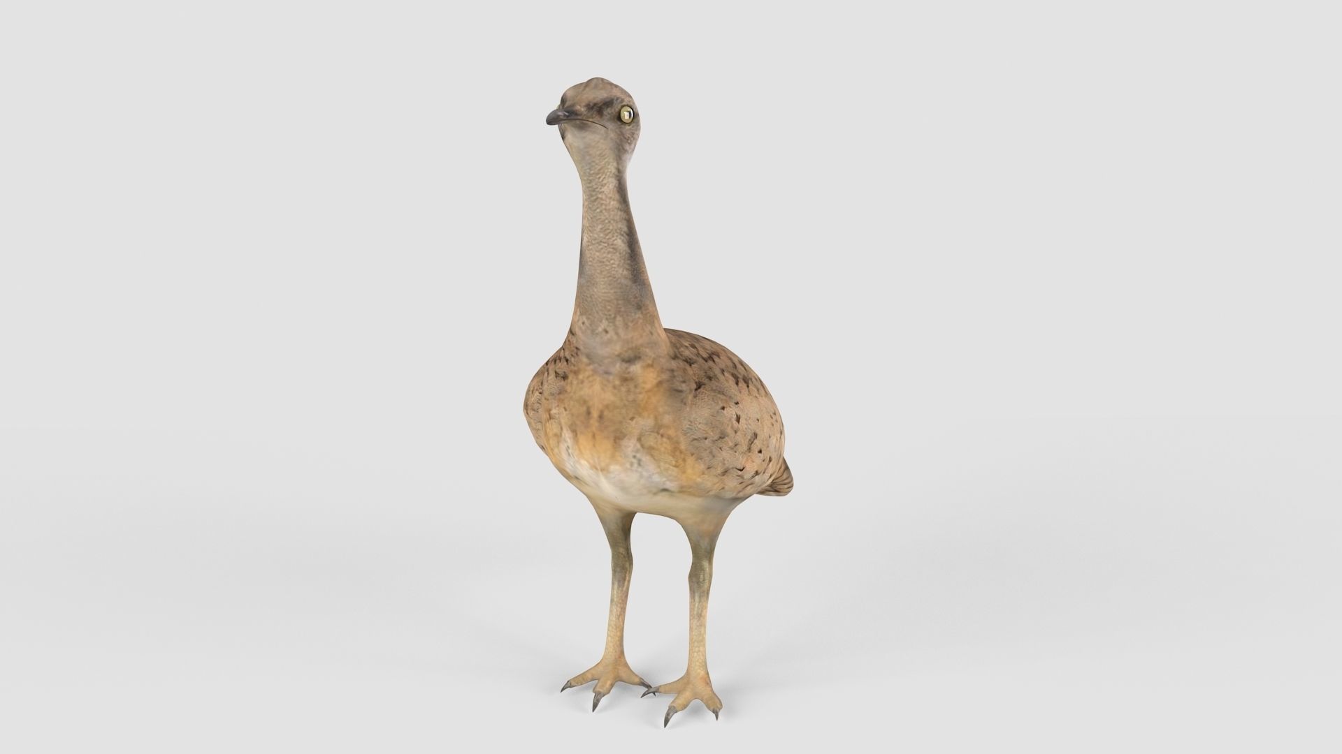 Houbara bird 3D model_3
