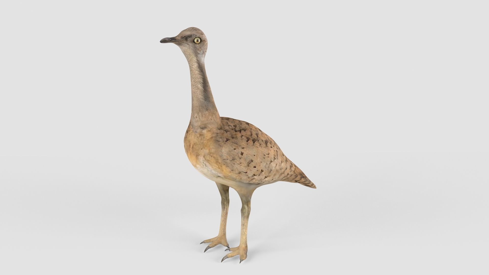 Houbara bird 3D model_4