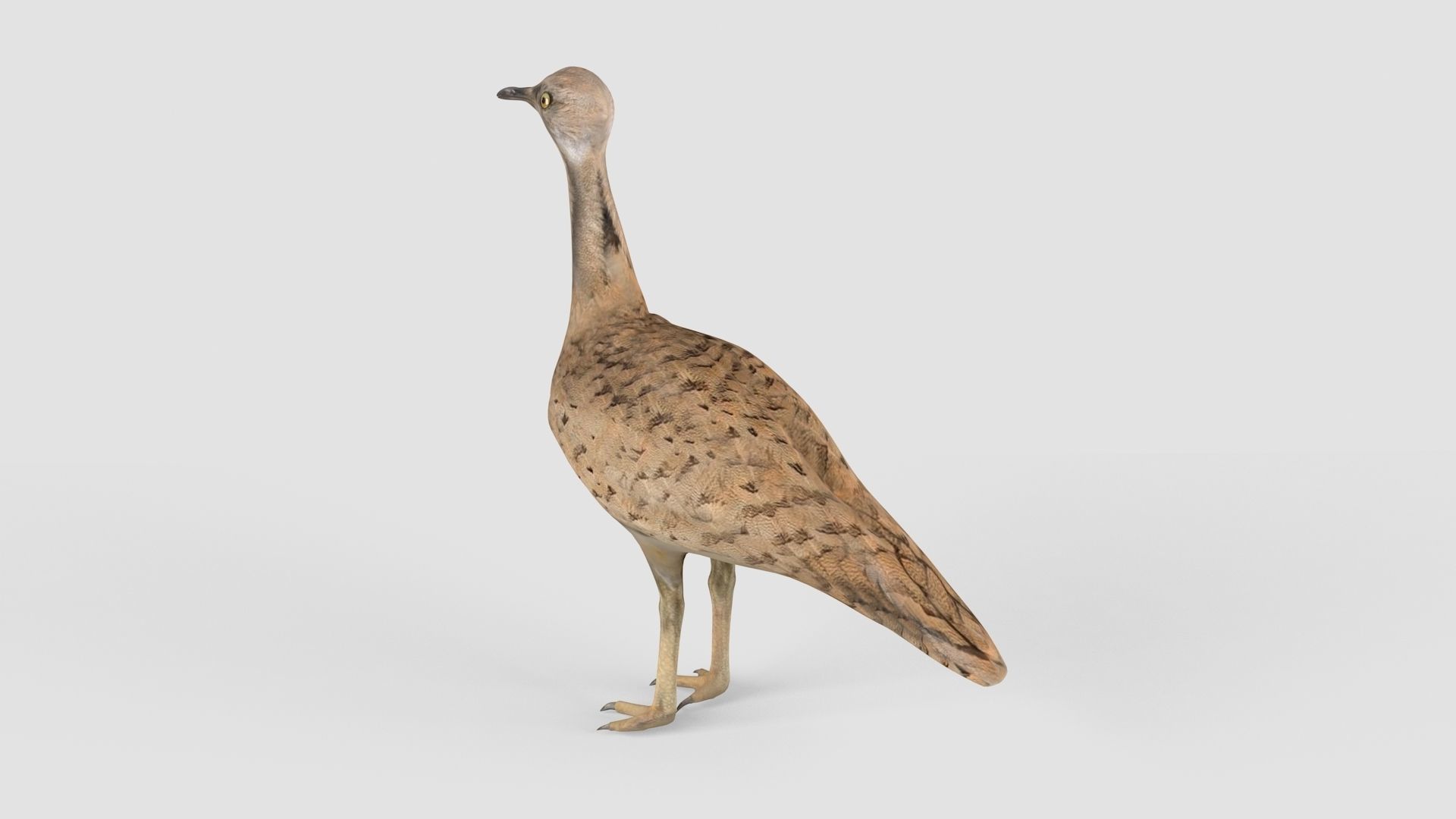 Houbara bird 3D model_6