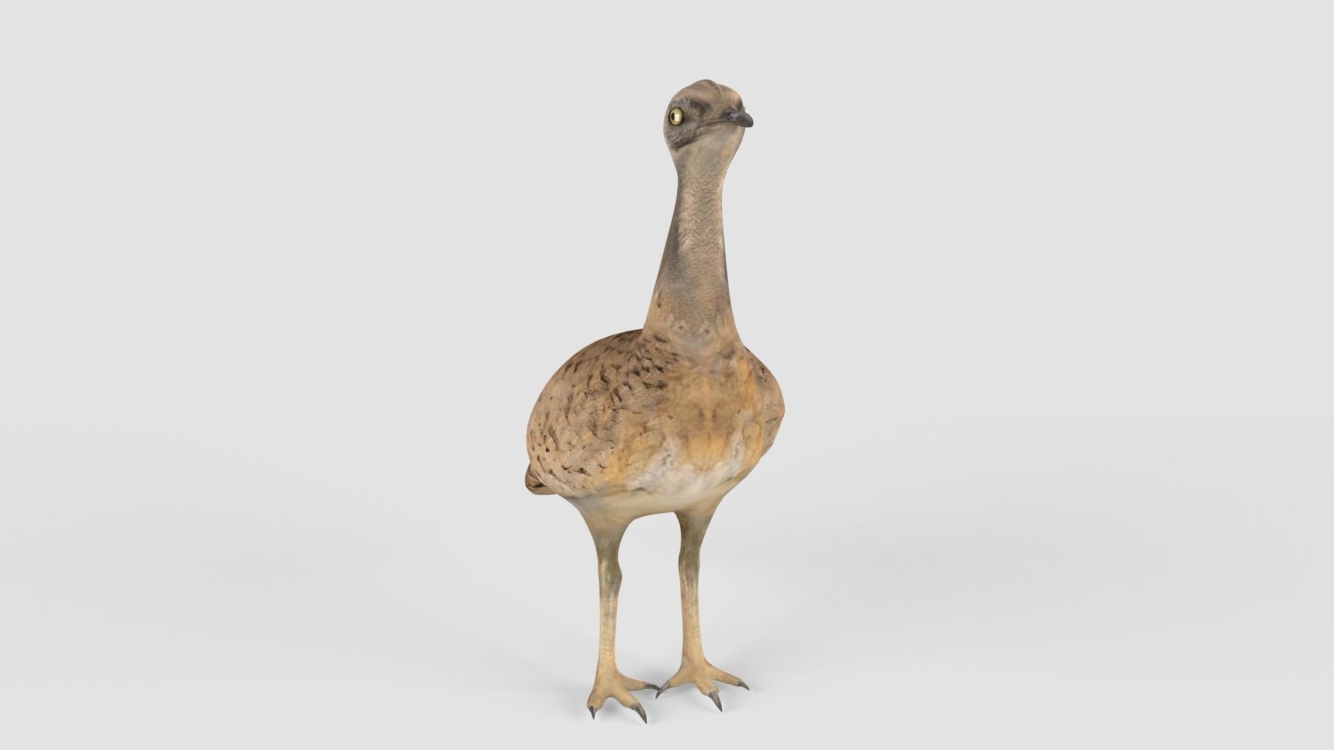 Houbara bird 3D model_2