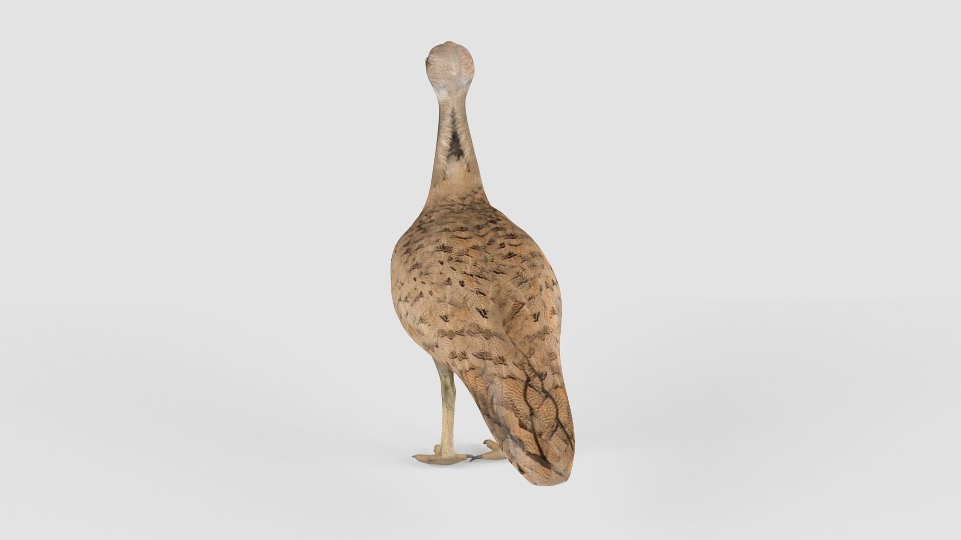 Houbara bird 3D model_7