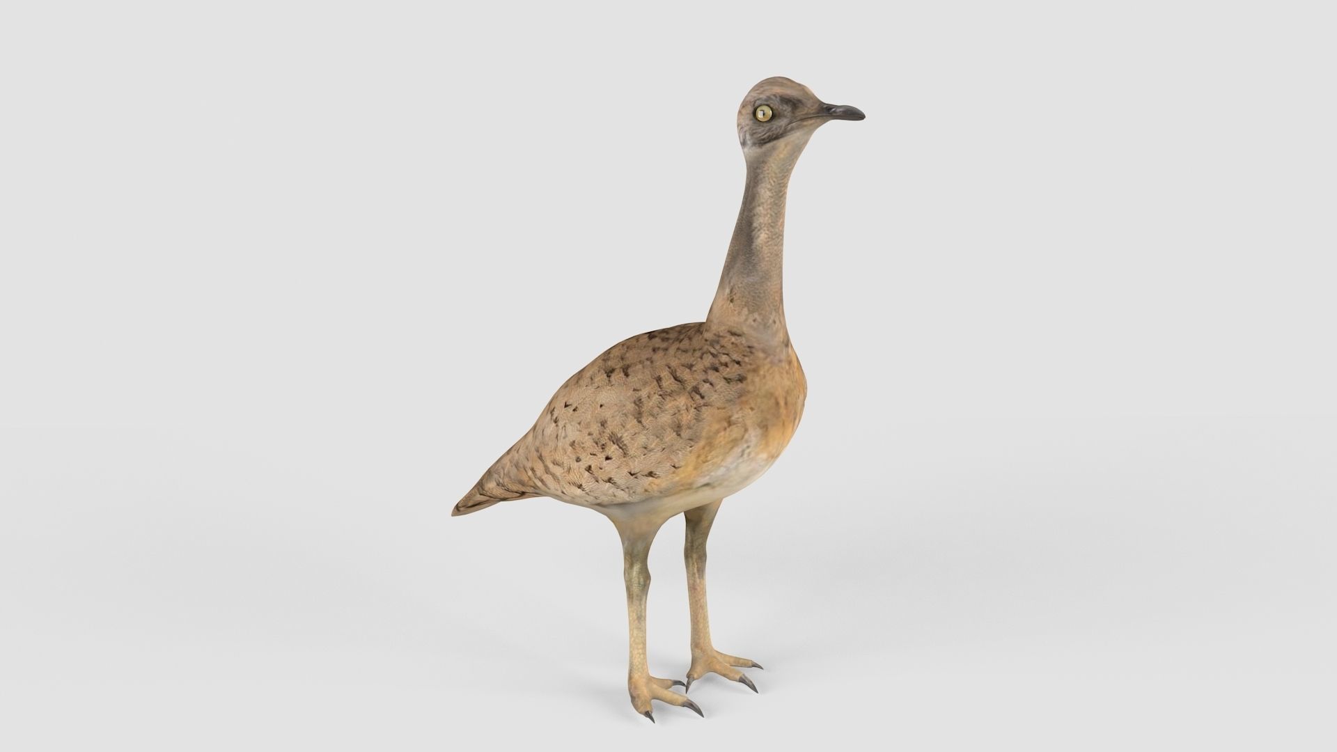 Houbara bird 3D model_1