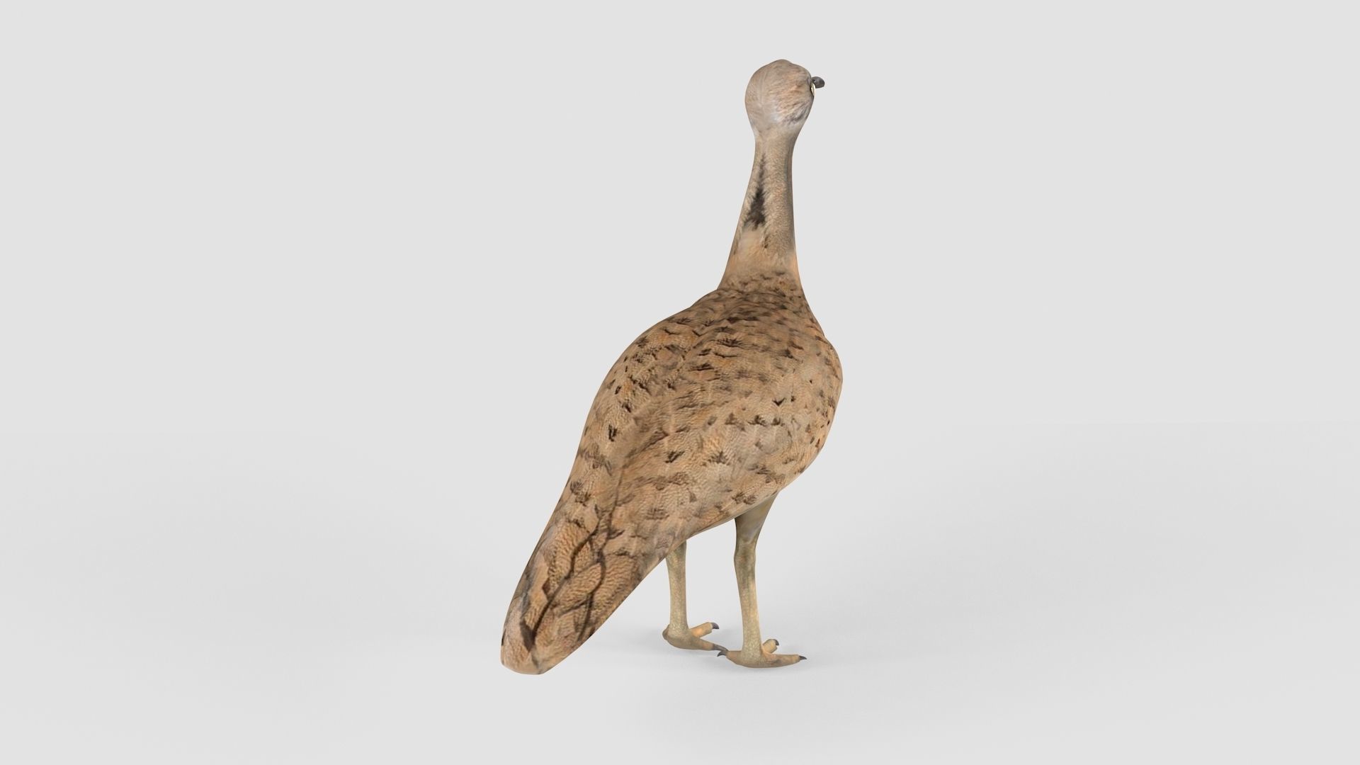 Houbara bird 3D model_8