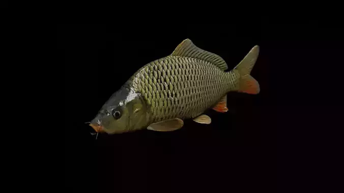 Common carp fish Free low-poly 3D model