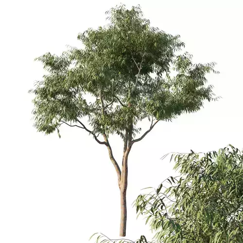 Angophora costata 05