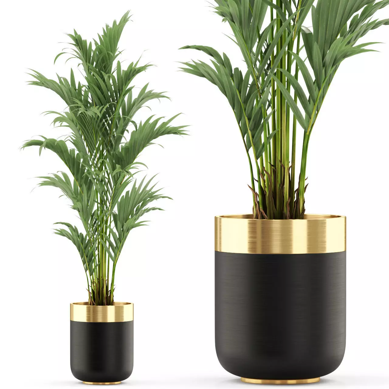 Plants collection 481 3D model