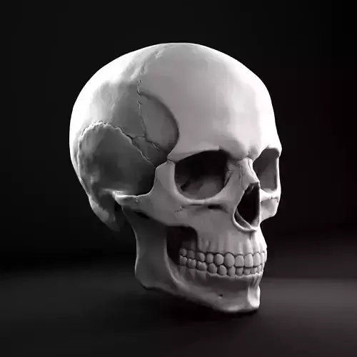 Human Male Skull 3D model