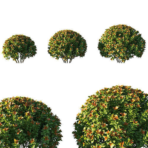 Spiraea japonica bush 3D model