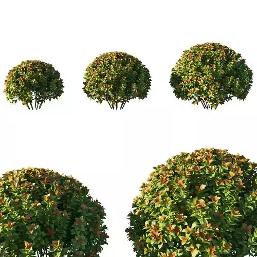 Spiraea japonica bush 3D model