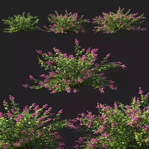 Symphoricarpos berry bush 3D model