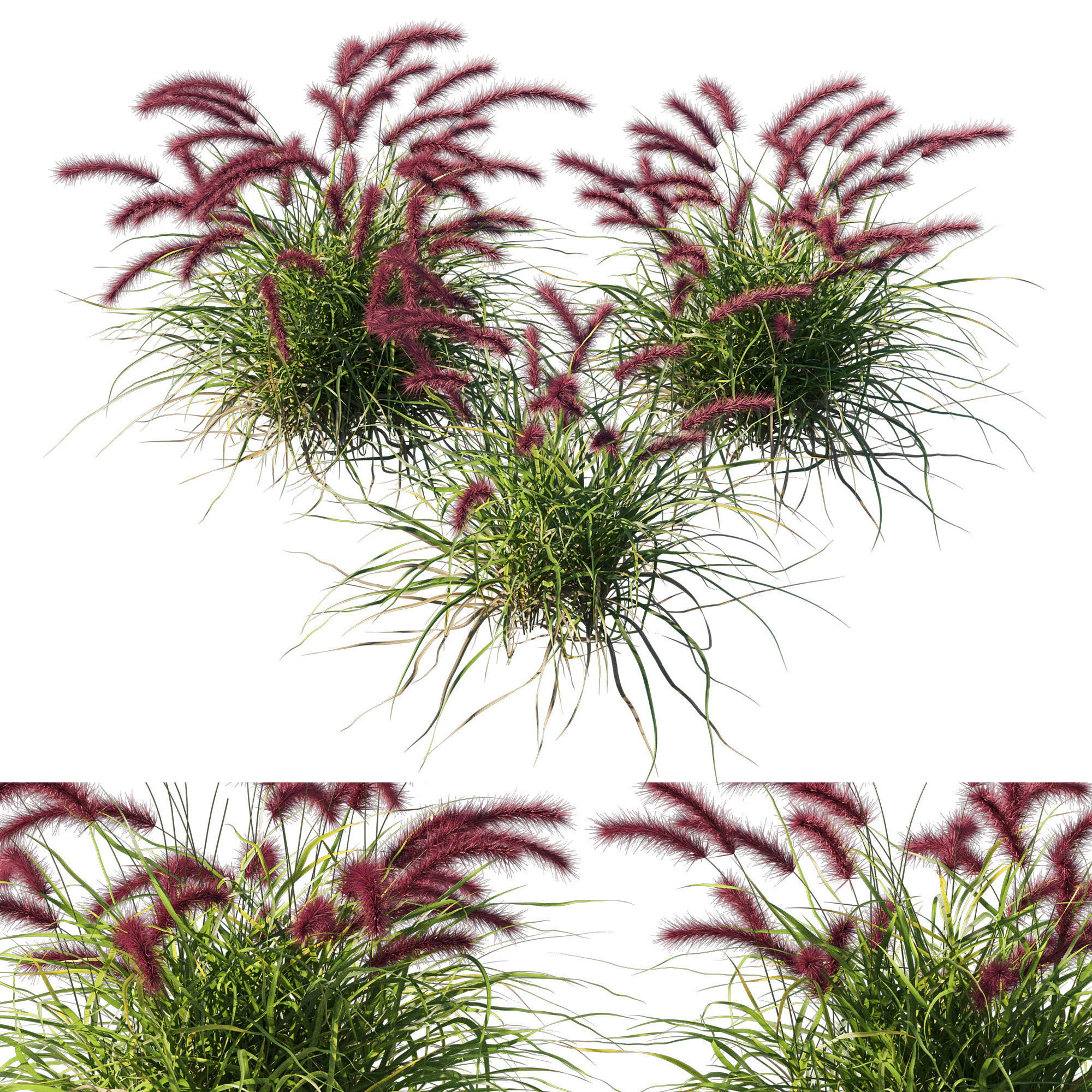 Purple fountain grass 3D model_1