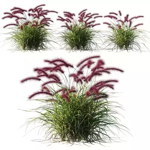 Purple fountain grass 3D model