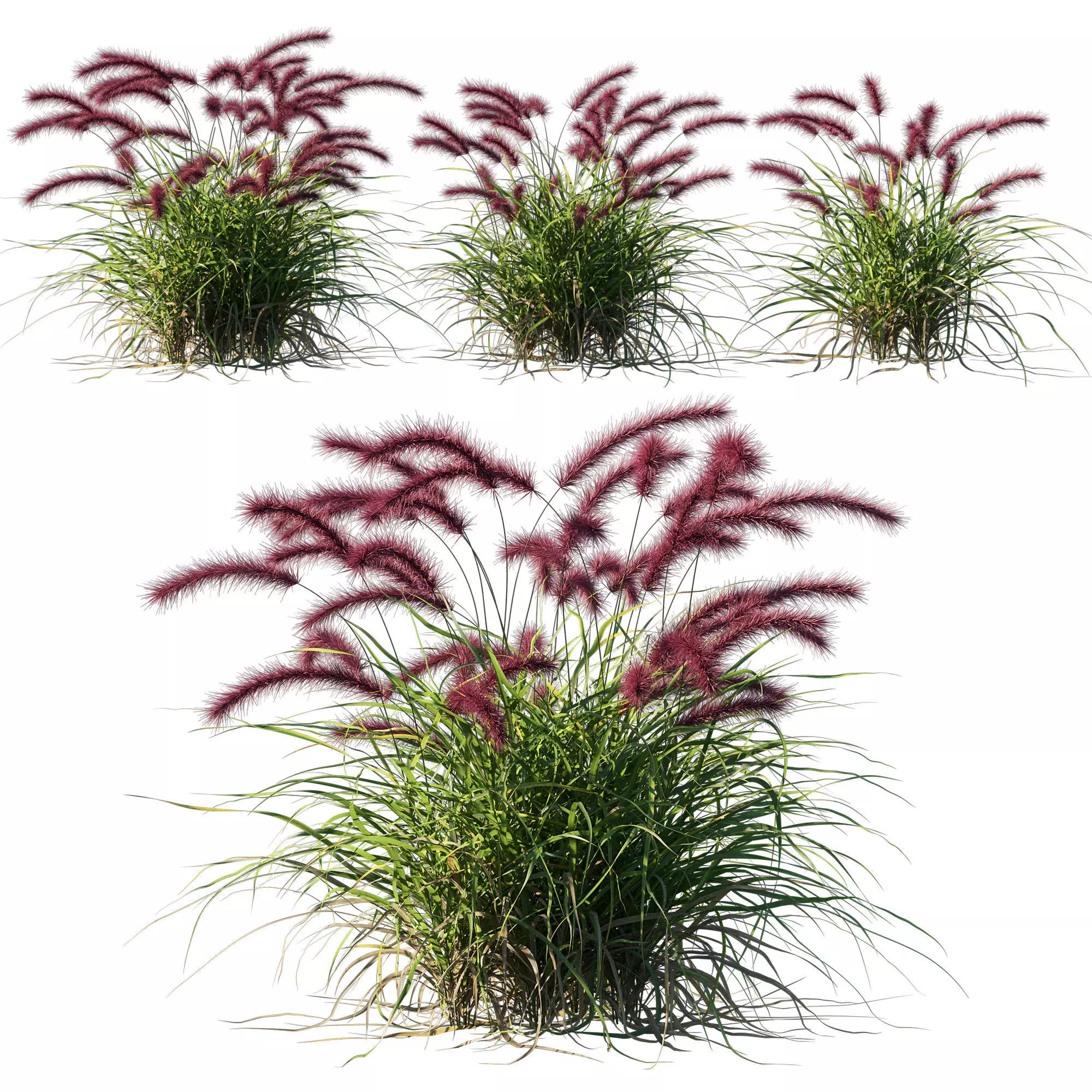 Purple fountain grass 3D model_0