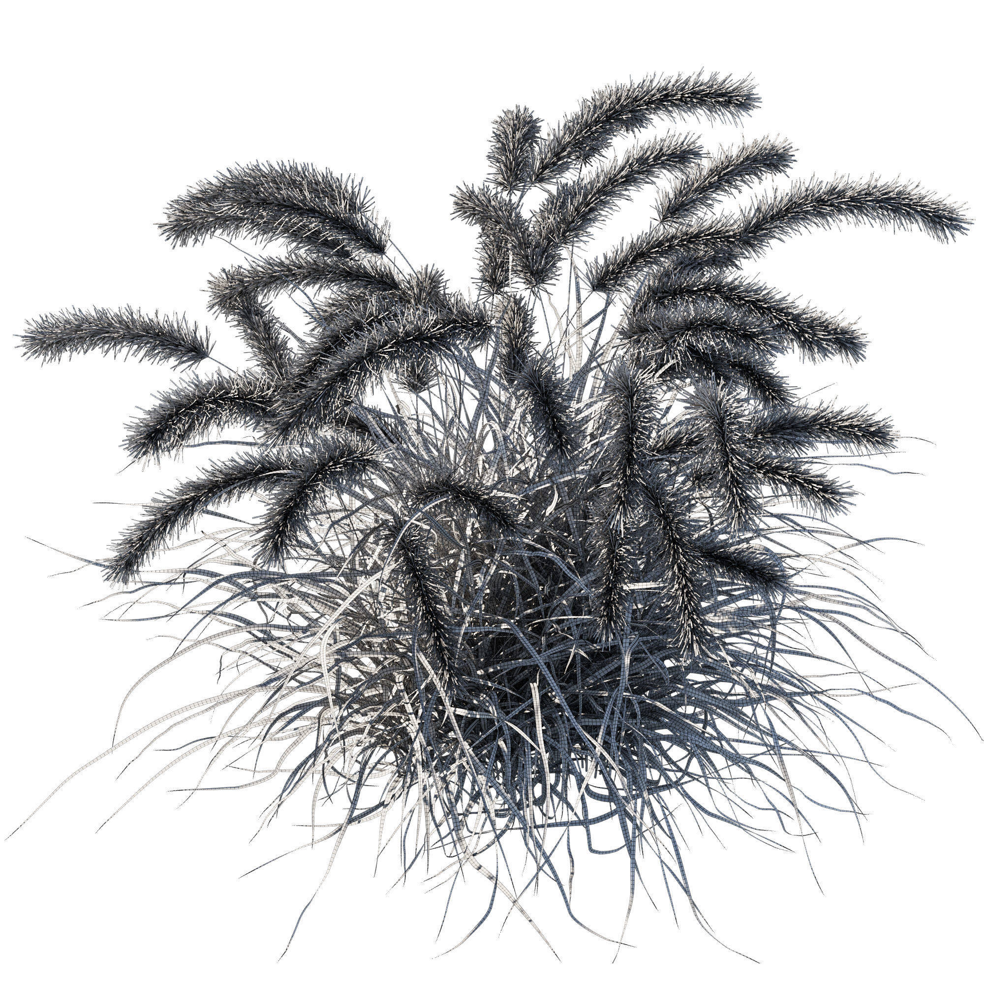 Purple fountain grass 3D model_2