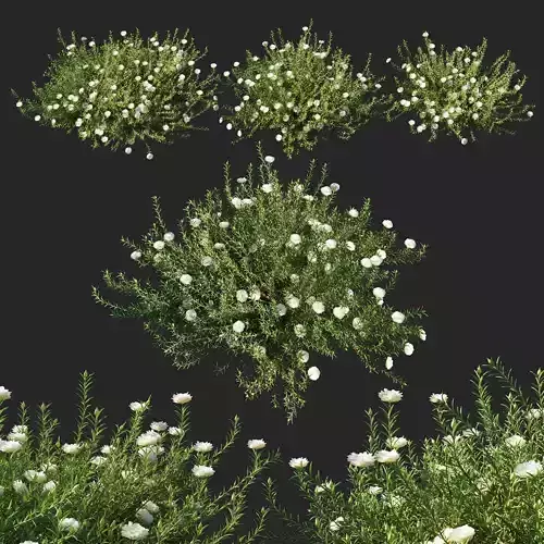 Portulaca grandiflora 02