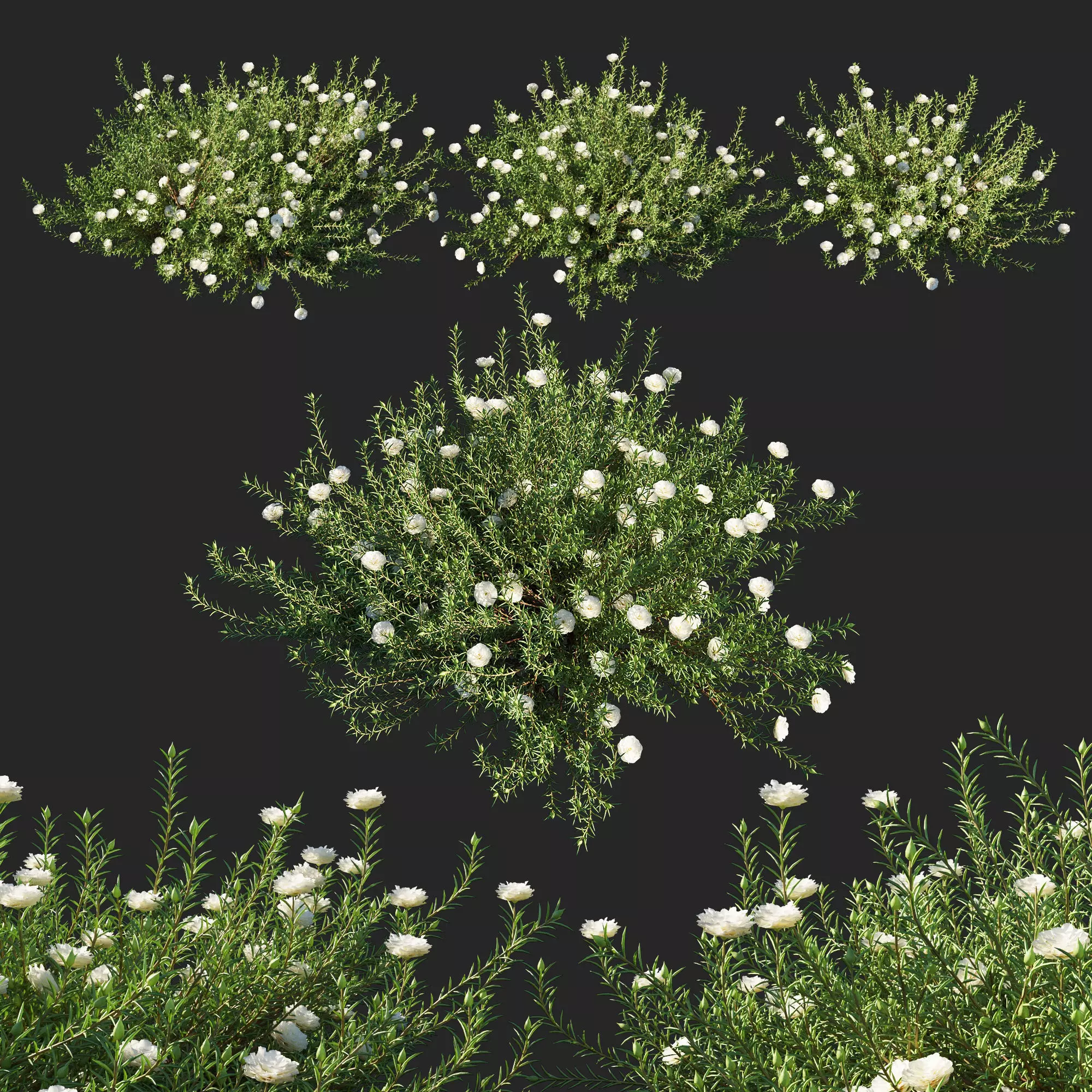 Portulaca grandiflora 02 3D model_0