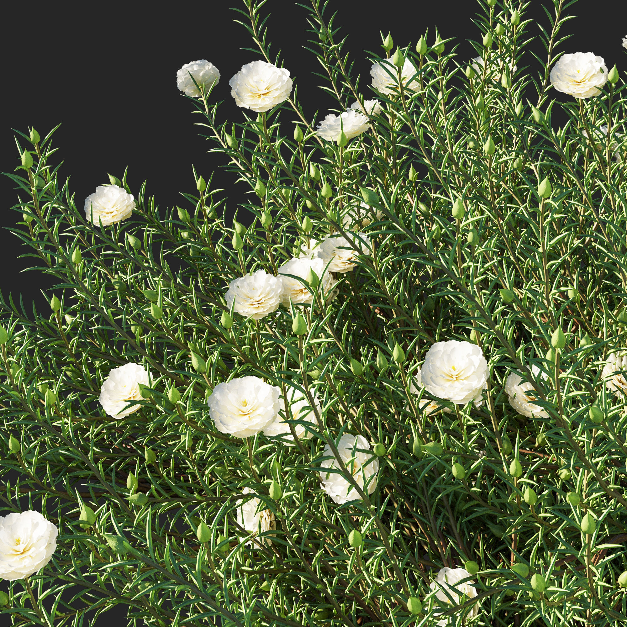 Portulaca grandiflora 02 3D model_1