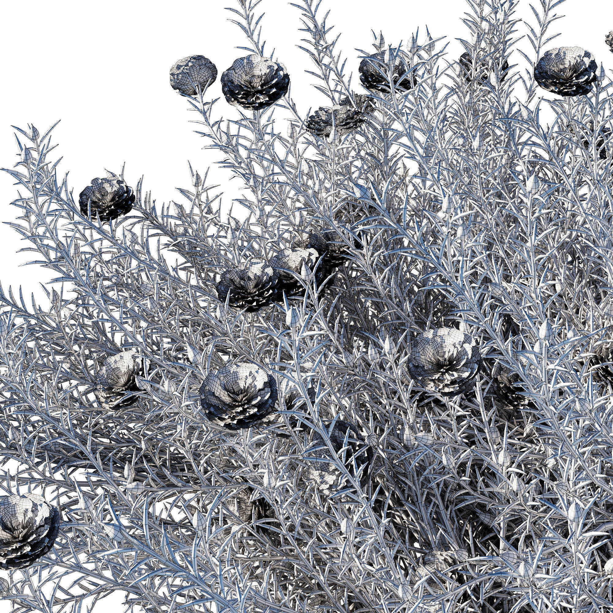 Portulaca grandiflora 02 3D model_2