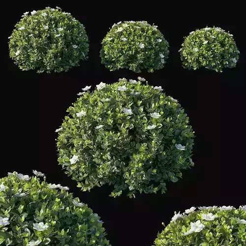 Syringa vulgaris bush 3D model