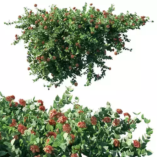 Lantana camara L 02 3D model