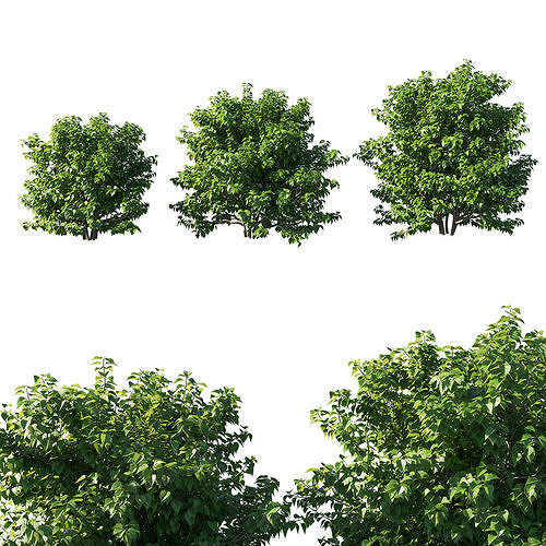 Syringa vulgaris bush 02 3D model