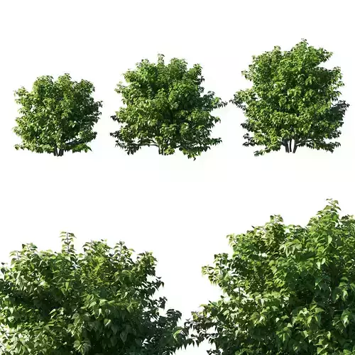 Syringa vulgaris bush 02 3D model