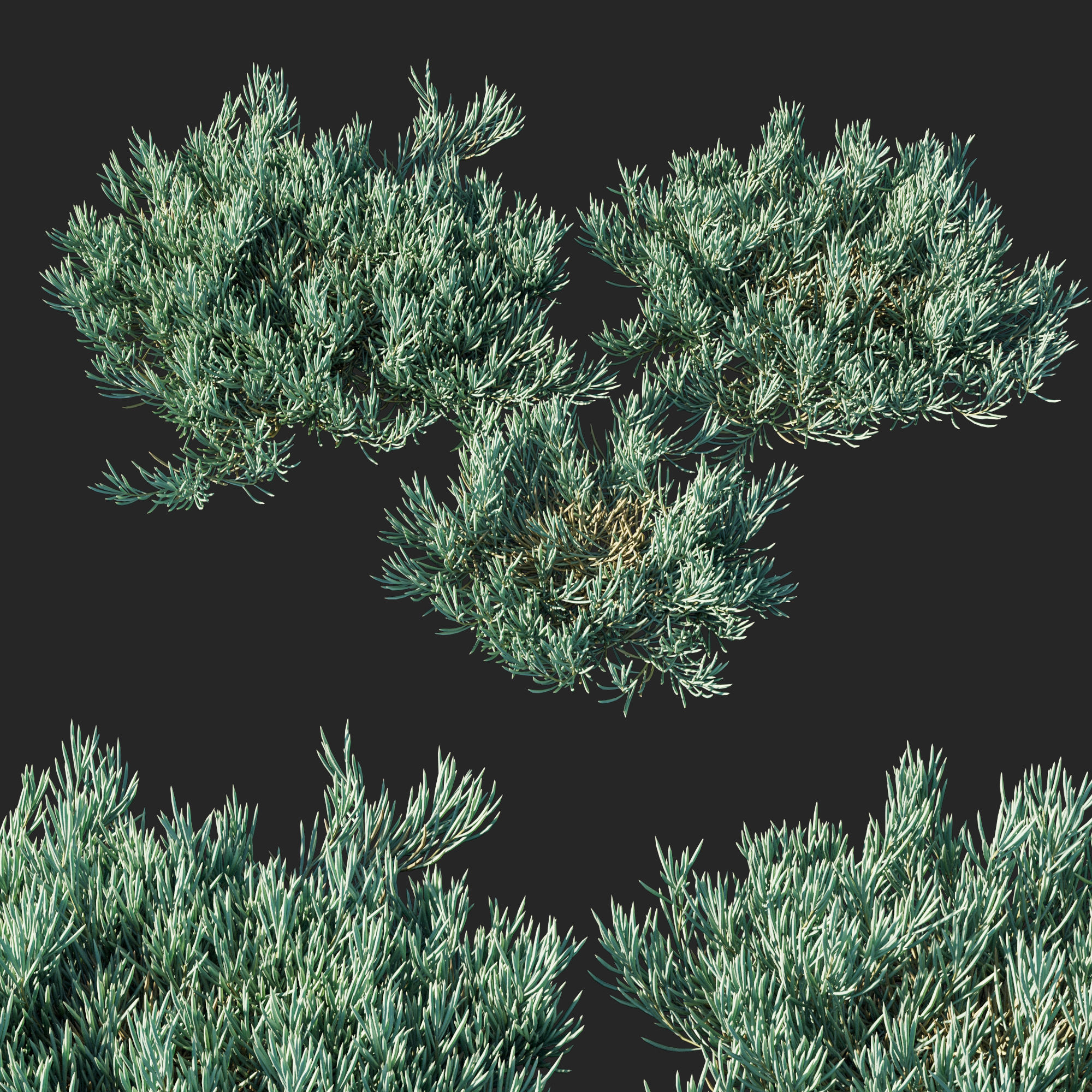 Senecio mandraliscae Blue chalk sticks 3D model_1