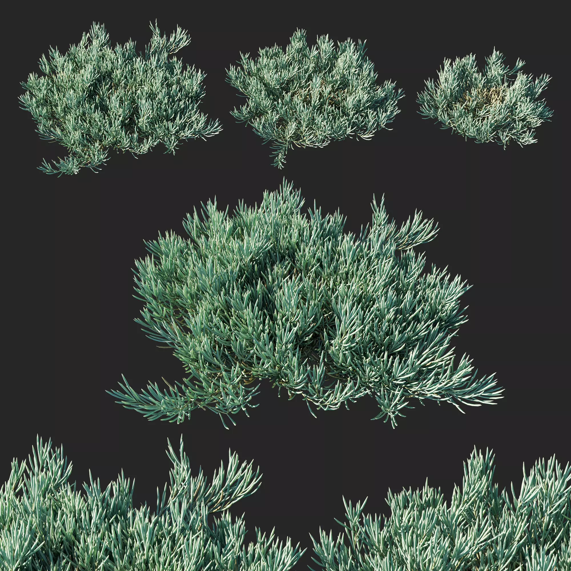 Senecio mandraliscae Blue chalk sticks 3D model_0