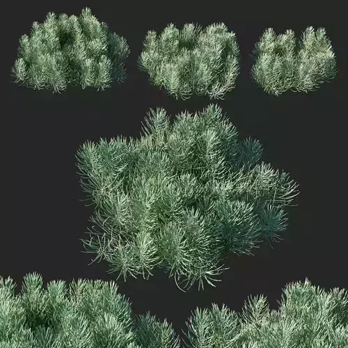 Senecio cylindricus 3D model