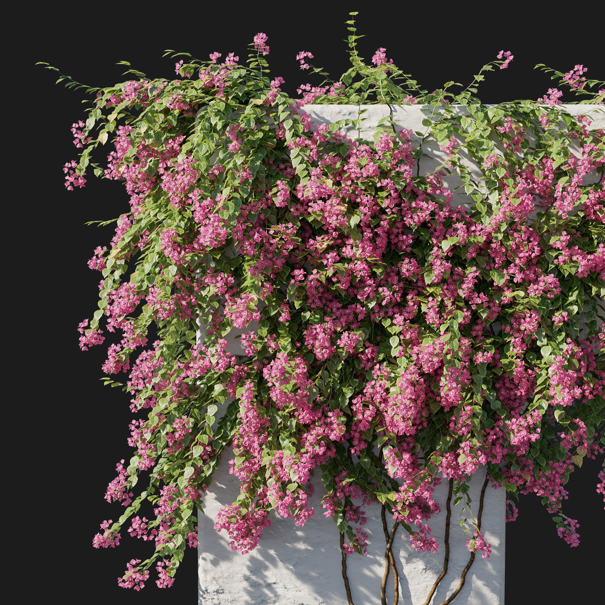 Bougainvillea 02 3D model_2
