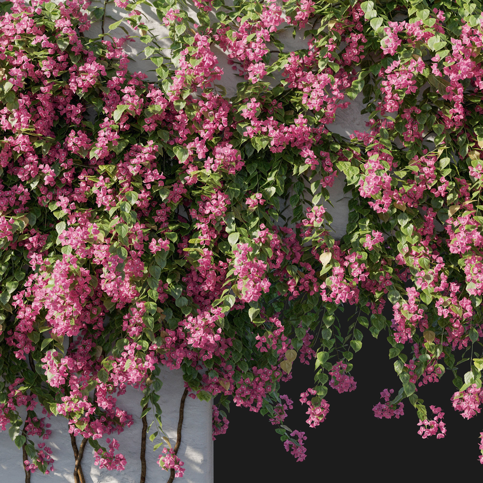 Bougainvillea 02 3D model_1