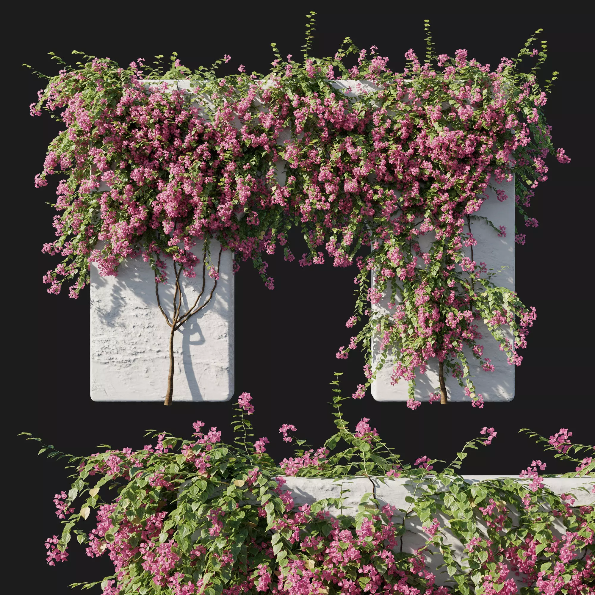 Bougainvillea 02 3D model_0
