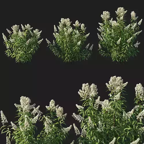 Spiraea alba tree 01 3D model