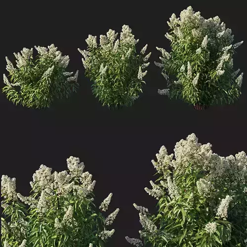 Spiraea alba tree 02 3D model