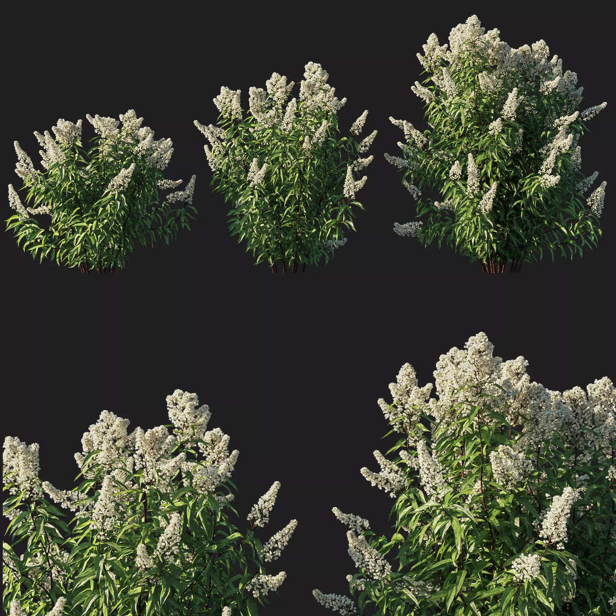 Spiraea alba tree 02 3D model_0