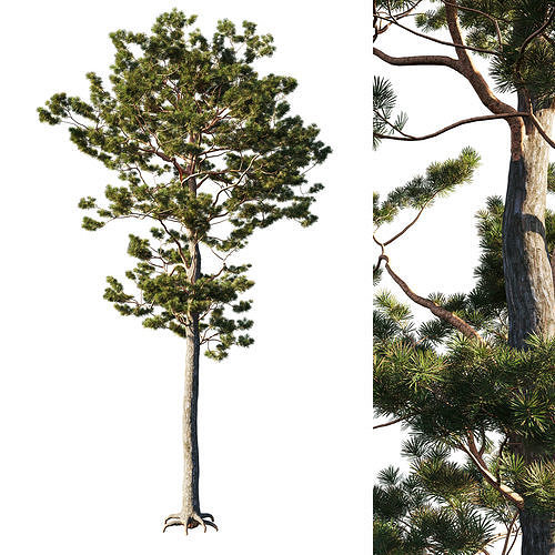 Pinus sylvestris tree 3D model