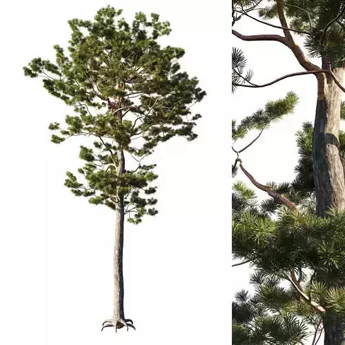 Pinus sylvestris tree