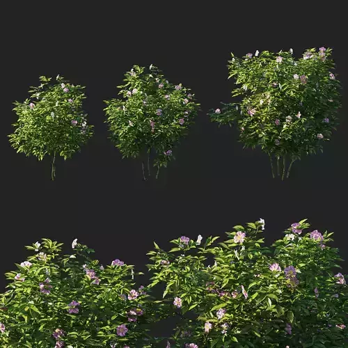 Rosa virginiana tree 3D model