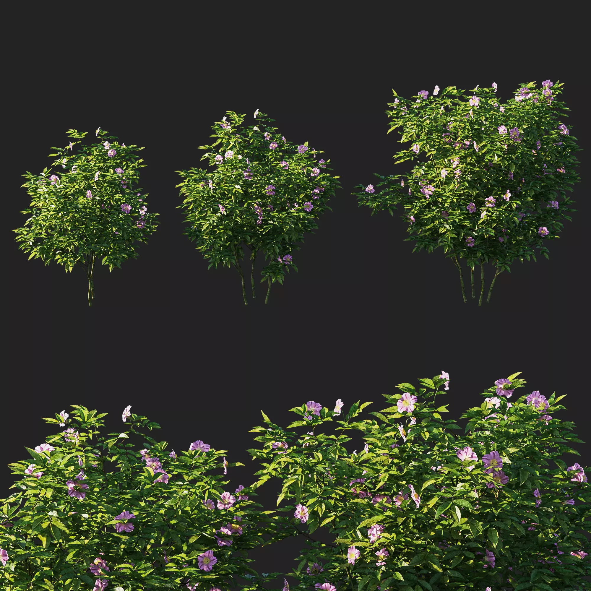 Rosa virginiana tree 3D model_0