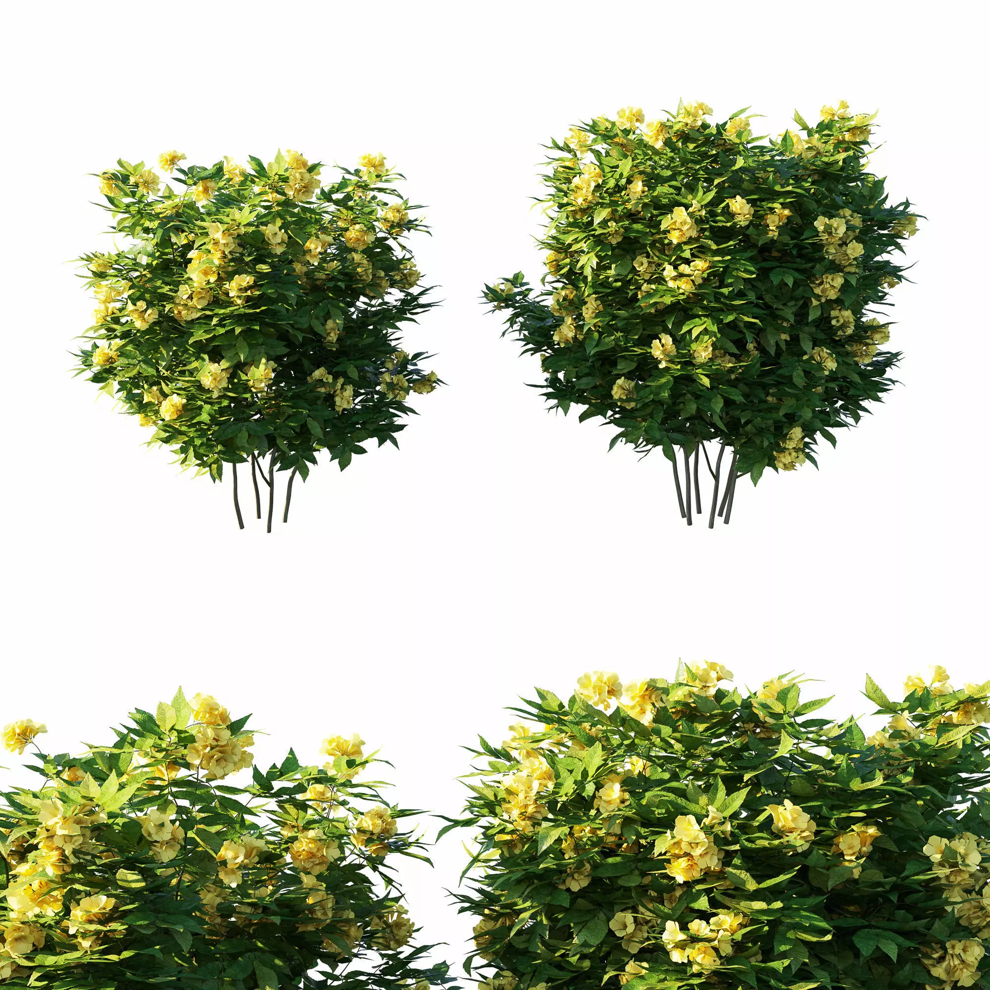Tecoma stans tree 3D model